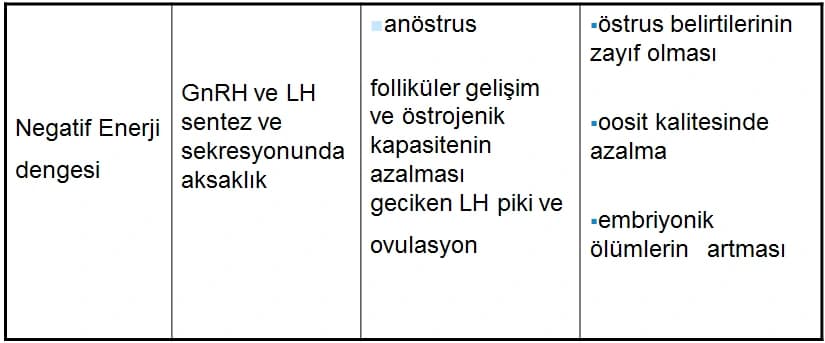 İneklerde Fertilite — görsel 2